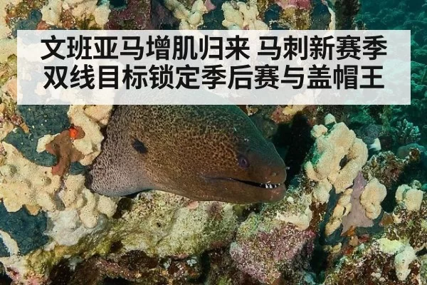 文班亚马增肌归来 马刺新赛季双线目标锁定季后赛与盖帽王